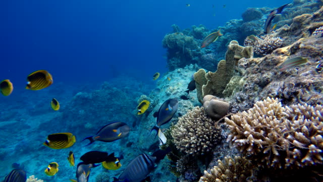 Arrecife-de-coral.-La-vida-marina-de-peces-tropicales.-Video-bajo-el-agua.