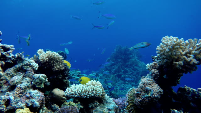 Korallenriffen-und-tropischen-Fischen.-Schöne-tropische-Fische-und-Korallen-Riff.