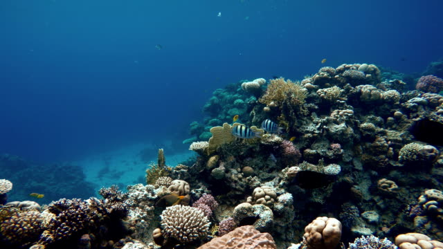 Korallenriff.-Die-Unterwasserwelt-von-tropischen-Fischen.-Video-unter-Wasser.