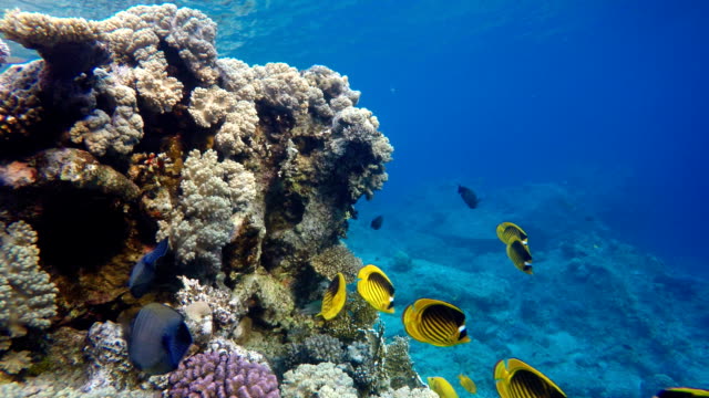 The-marine-life-of-tropical-fish.-Coral-reef.-Tropical-sea-and-coral-reef.