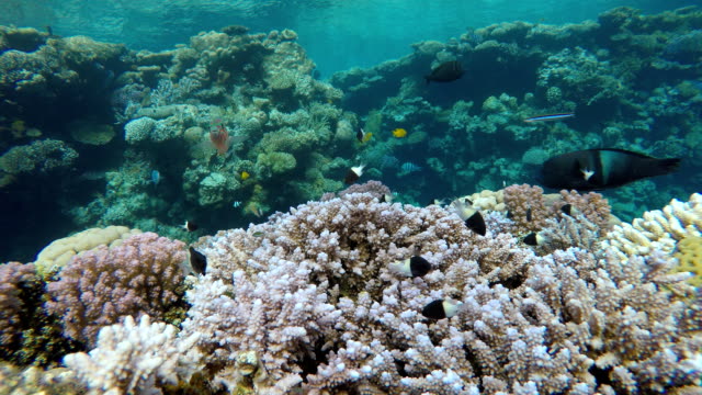 Arrecife-de-coral,-peces-tropicales.-Cálidas-del-océano-y-agua-clara.-Mundo-submarino.