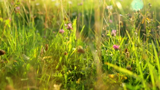 Grass-on-meadow-at-sunset