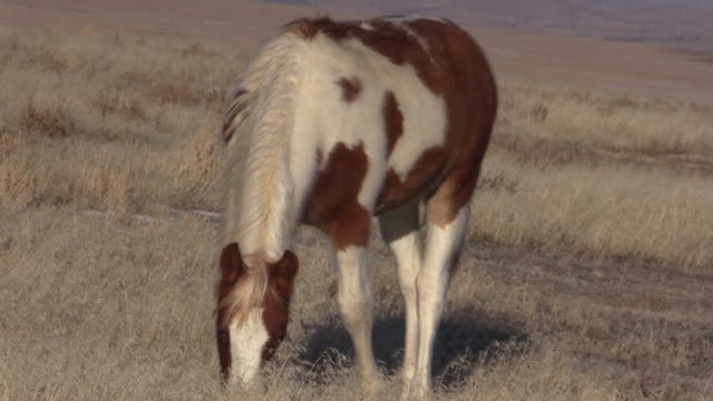 Caballos-salvajes-en-el-desierto-de-Utah