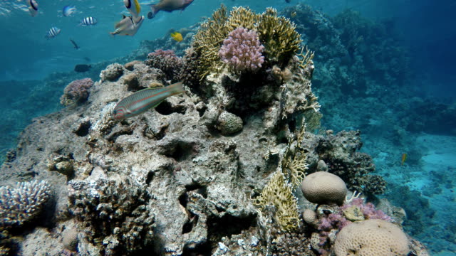 Tauchen.-Tropische-Fische-und-Korallen-Riff.-Unterwasser-Leben-im-Ozean.