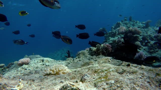 Bunten-Korallen-und-Fischen.-Tropische-Fische.-Unterwasser-Leben-im-Ozean.
