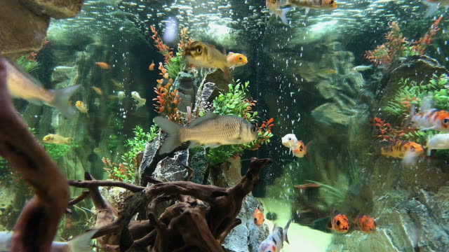 Fische-im-Aquarium