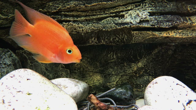 Orange-Fisch