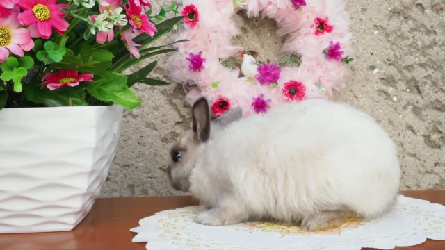 Conejito-de-Pascua-cerca-de-guirnalda-de-primavera.-Conejo-enano-poco-sentado-cerca-de-flores.