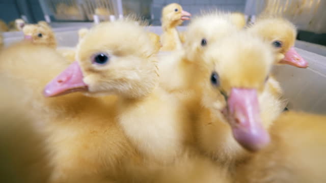 Hatched-ducklings-sit-together-in-white-boxes-at-a-farm.-4K.