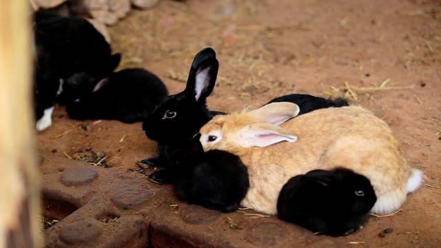 Nahaufnahme-Auge-Tier-Hase-oder-Hasen-oder-schwarze-Kaninchen-auf-dem-Boden