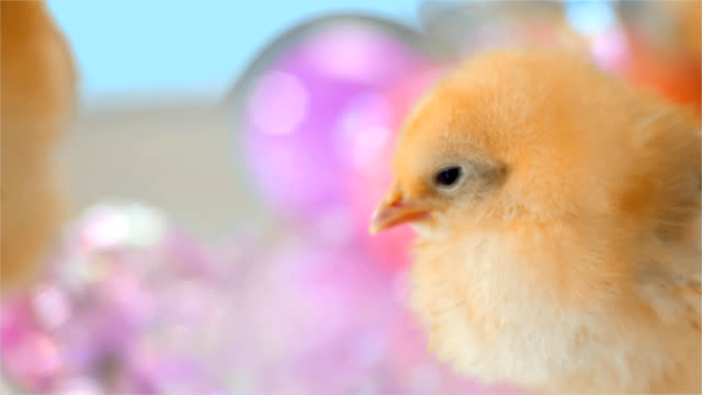 Cute-yellowish-chicks-stand-around-Easter-eggs.-Close-up-shot