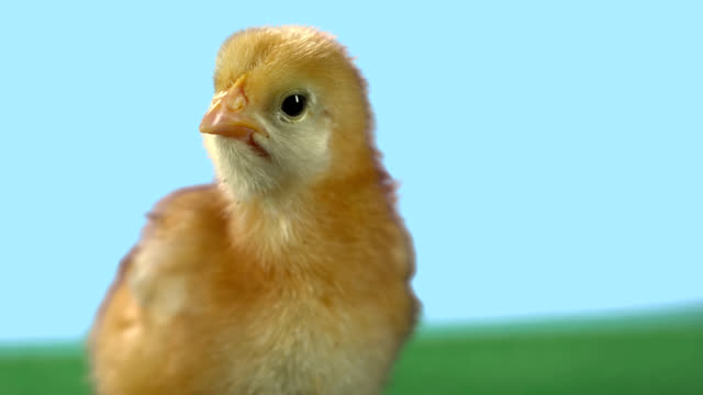 Pollo-bebé-curioso-pollas-su-cabeza