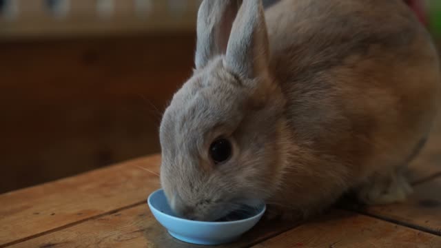 Cute-brown-rabbit-pet-eating-food-in-the-bowl
