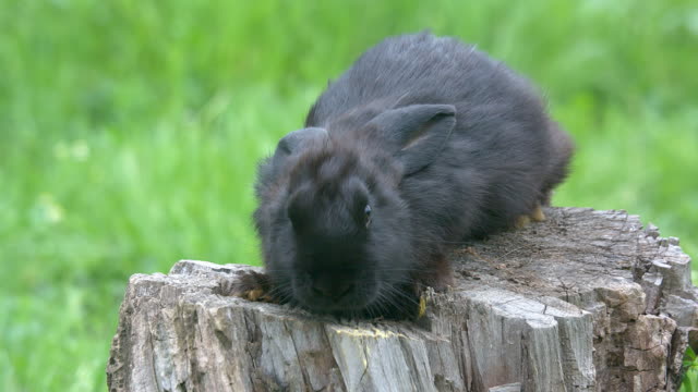 Telephoto-shot-of-black-rabbit-on-the-stump