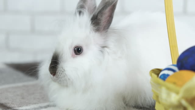 Weißes-Kaninchen-mit-Ostereiern.