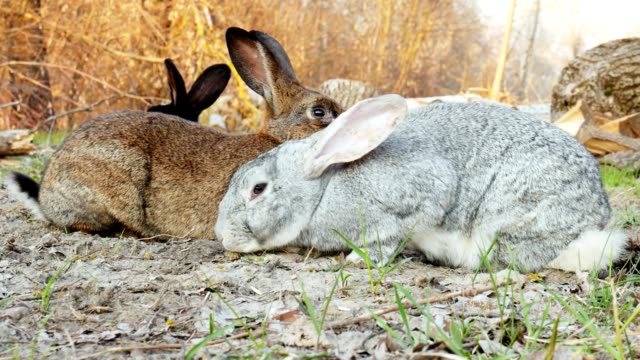 Tres-conejo-lindo-pastar-y-sentarse-en-un-prado