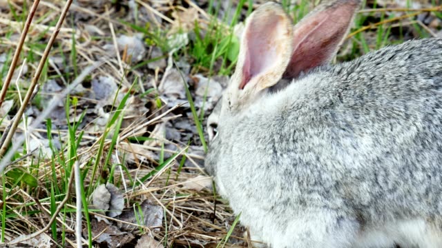 Gray-rabbit-eats-grass-in-the-pasture
