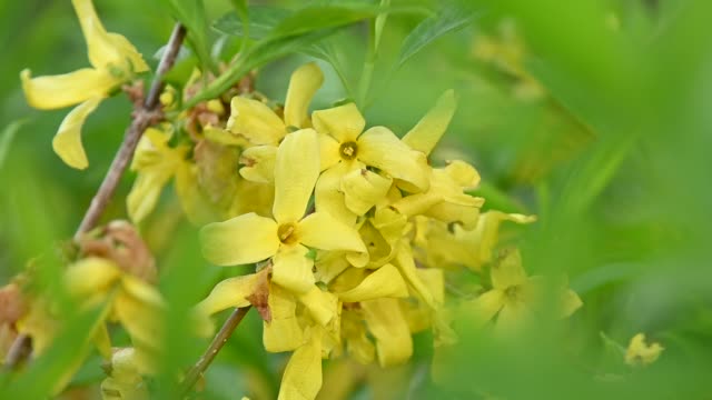 Nahaufnahme-gelbe-Blüten-von-Forsythia-Osterbaum