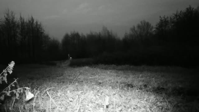 Schönheit-Europäischer-Hase-(Lepus-Europaeus)-in-der-Nacht-im-Gras