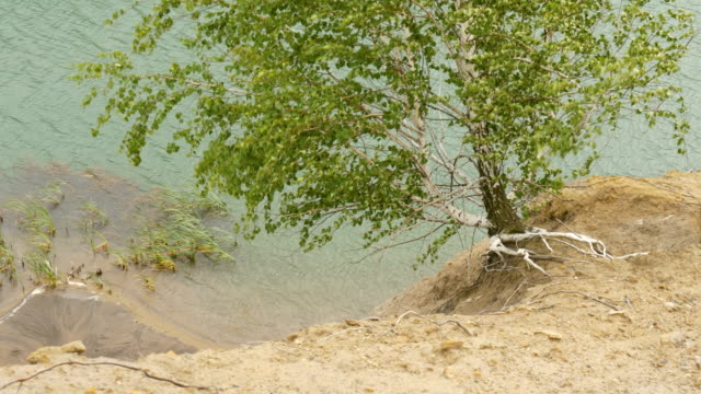 The-tree-grows-over-the-cliff-of-a-mountain-lake