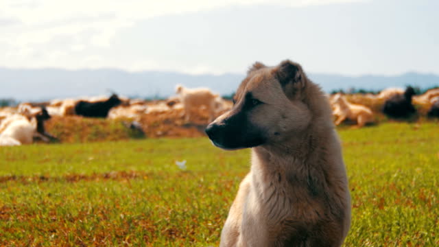Sheepdog-Guarding-the-Herd-of-Sheep