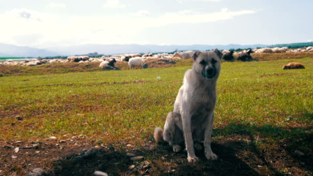 Hund-Schäferhund-weidenden-Schafen-im-Feld