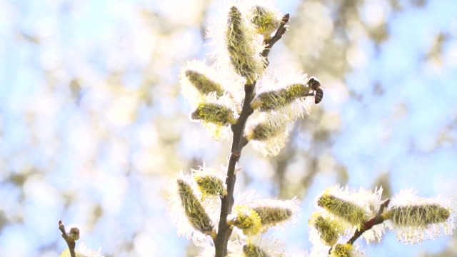 fleißige-Bienen-sammeln-Nektar-für-Honig-aus-Weide-Kätzchen-in-Zeitlupe