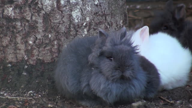 Adorable-rabbit-close-up