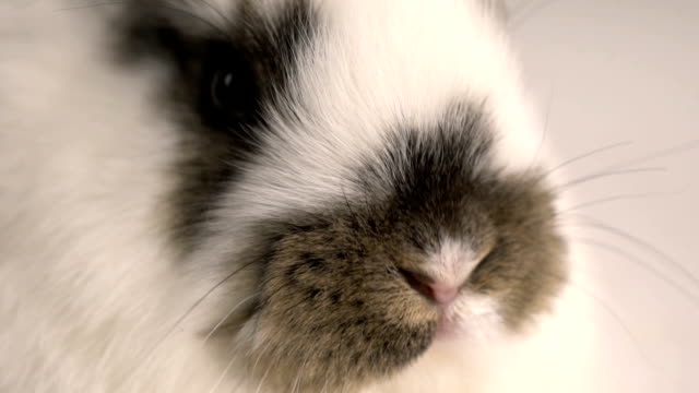 little-rabbit-or-bunny-close-up