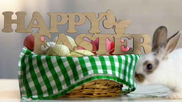 Lindo-conejo-blanco-que-corre-a-lo-largo-de-la-cesta-con-huevos-de-color-y-signo-de-Pascua-Feliz