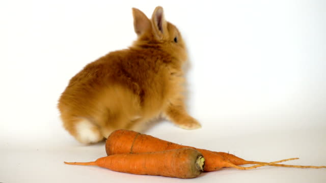 rojo-conejo-con-la-zanahoria-sentado-sobre-un-fondo-blanco