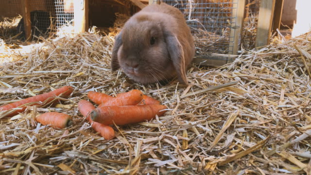 Braunes,-süßes-Kaninchen-isst-frische-Karotten-in-der-Kaninchenhutsche