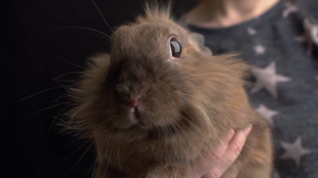 Red-rabbit-in-hands-close-up