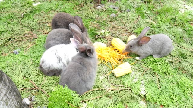 Junge-Kaninchen-essen-frische-Karotte-und-Mais
