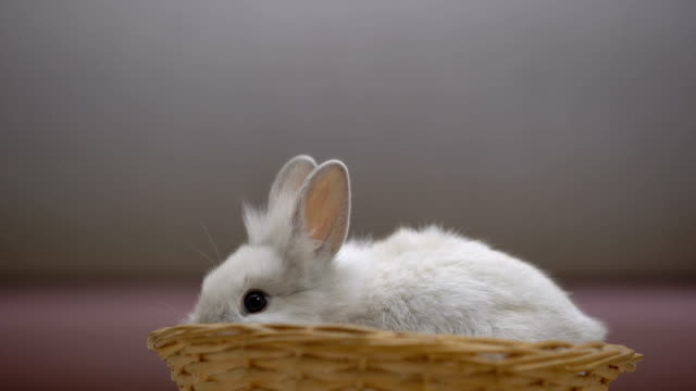 Adorable-white-bunny-eating-in-basket,-animal-exhibition,-charity-fund-for-pets