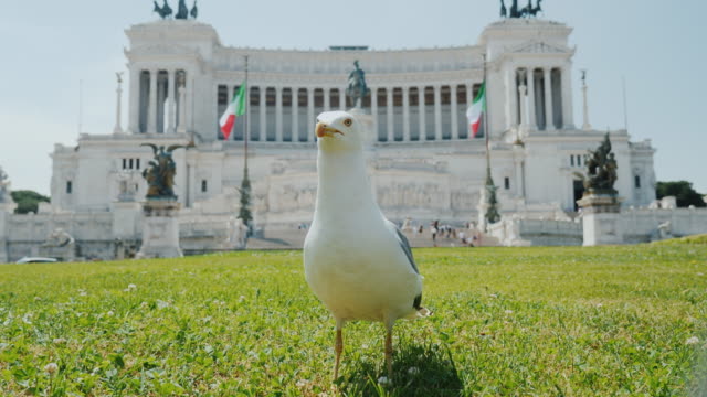 Lustige-Möwe-auf-dem-Hintergrund-Monumento-Nazionale-eine-Vittorio-Emanuele-II-am-Piazza-Venezia,-Piazza-Venezia.-Tourismus-in-Rom