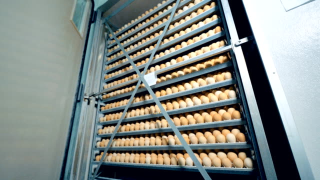 Chicken-eggs-production-at-poultry.-Farm-incubator,-modern-agriculture-equipment.-Chicken-eggs-incubation.-4K.
