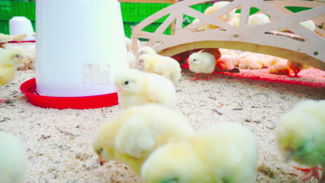 Pequeña-pollos-divertirse-y-descansar-en-el-restaurante-paddock