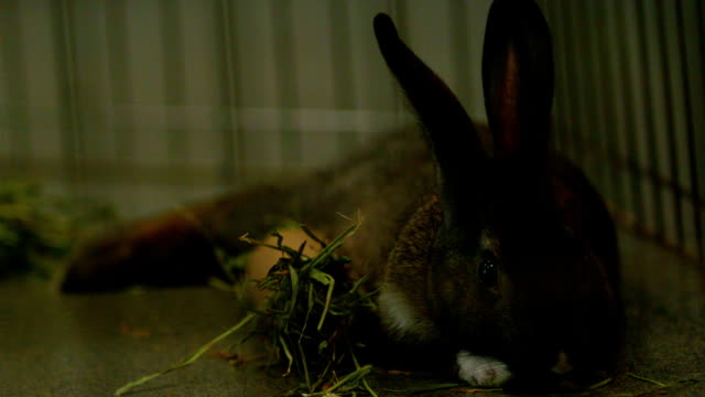 lento-movimiento-brown-bunny-comiendo-hierba