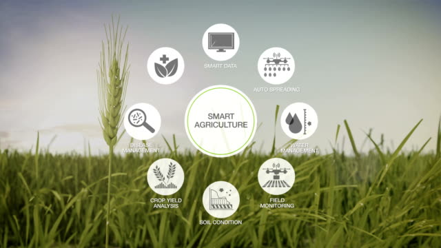 Smart-agriculture-Smart-farming,-Round-information-graphic-icon-on-barley-green-field,-internet-of-things.-4th-Industrial-Revolution.-4k.
