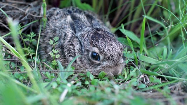 Un-conejito-pequeño-y-asustado-está-sentado-en-la-hierba.