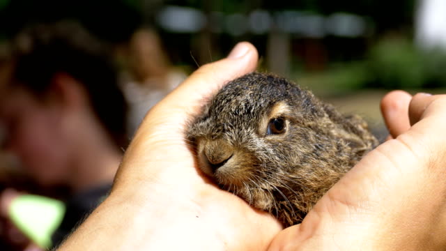 Man-is-Holding-a-Small-Wild-Fluffy-Baby-Bunny.-Little-Bunny-in-the-Palm