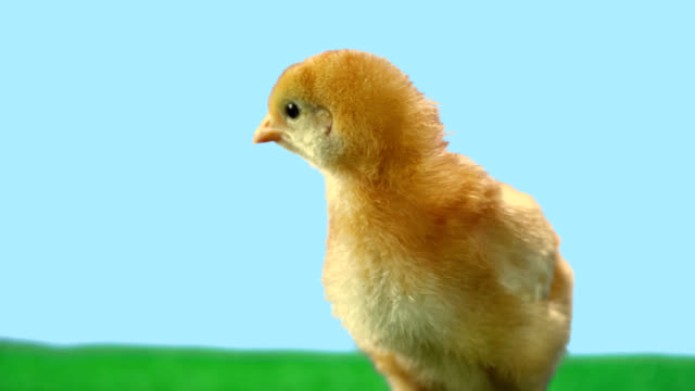 Pollito-bebé-hace-ruidos-mientras-está-solo-en-el-verde-césped