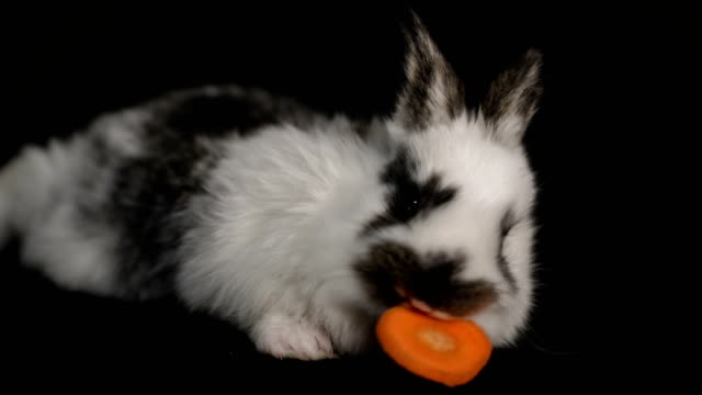 rabbit-or-bunny-on-black-background