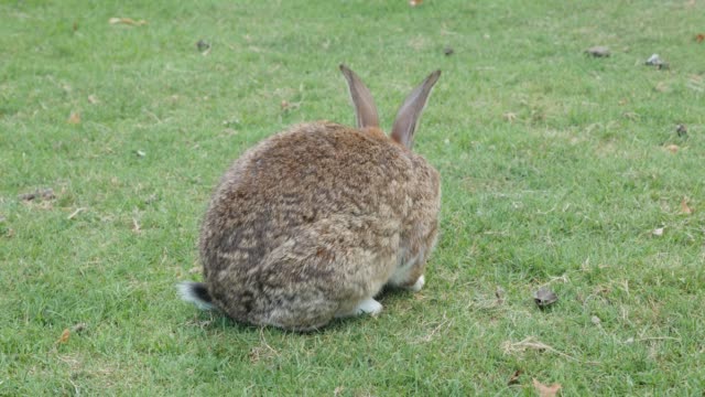 Domestic-animal-fluffy-bunny-in-the-grass-eating-and-relaxing-4K-2160p-30fps-UltraHD-footage---Hare-in-the-natural-environment-eating-grass-4K-3840X2160-UHD-video