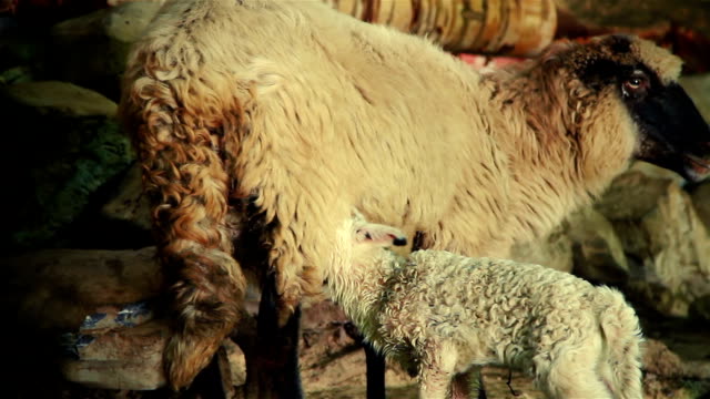 Schafe-mit-Lamm-5