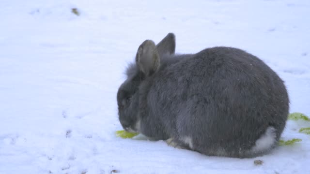 Graues-Kaninchen,-das-von-hinten-isst