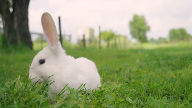 Ein-Kaninchen,-das-grünes-Gras-in-der-Wiese-isst-und-sich-um-die-Natur-umschaut,-die-es-umgibt.