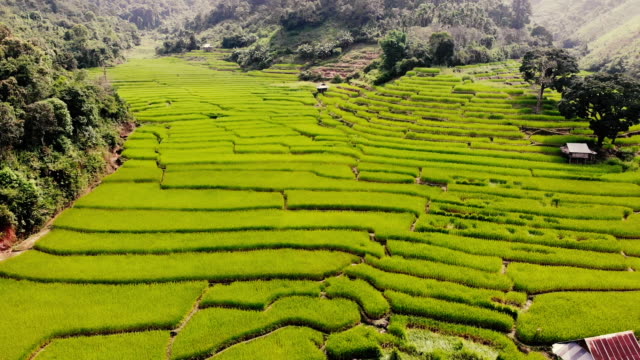 Ecosistema-sostenible-de-Hermoso-campo-de-arroz-en-terraza