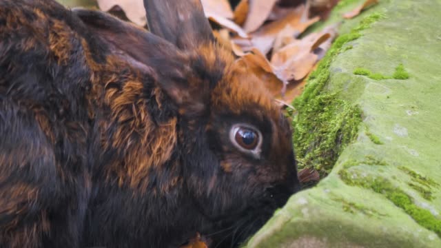 Close-up-of-rabbit-head